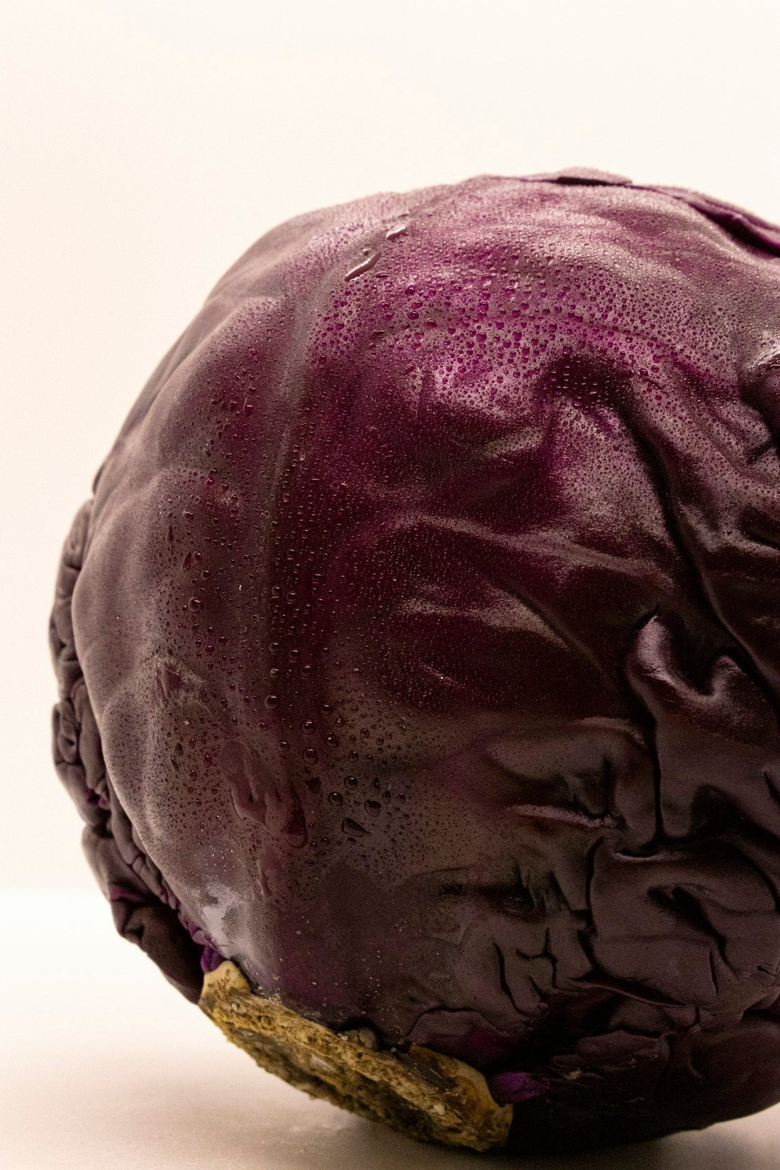 Chou rouge violet en gros plan, symbole des aliments violets riches en anthocyanines